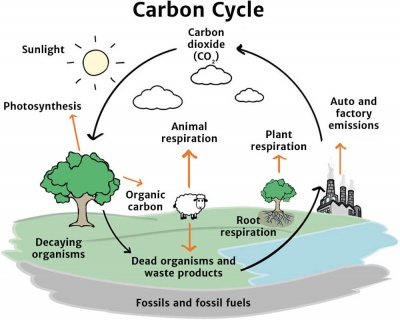 The Carbon Cycle - Knowledge Bank - Solar Schools