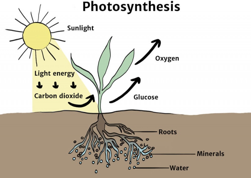 The Carbon Cycle Knowledge Bank Solar Schools
