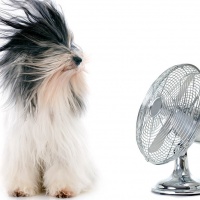 dog with fan